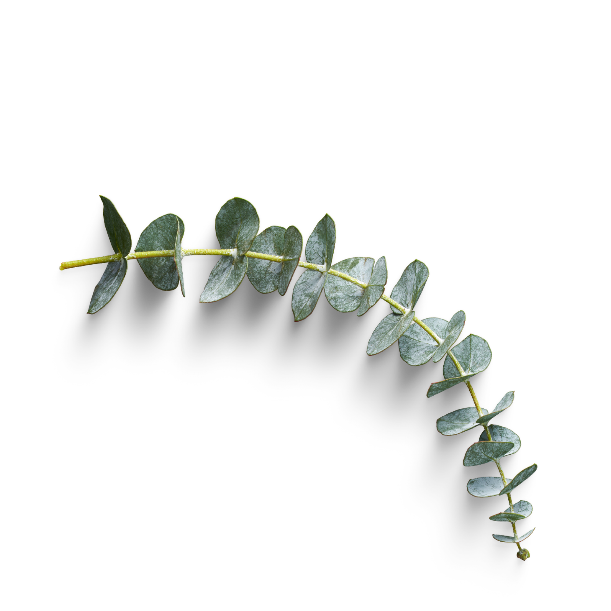 Eucalyptus Radiata