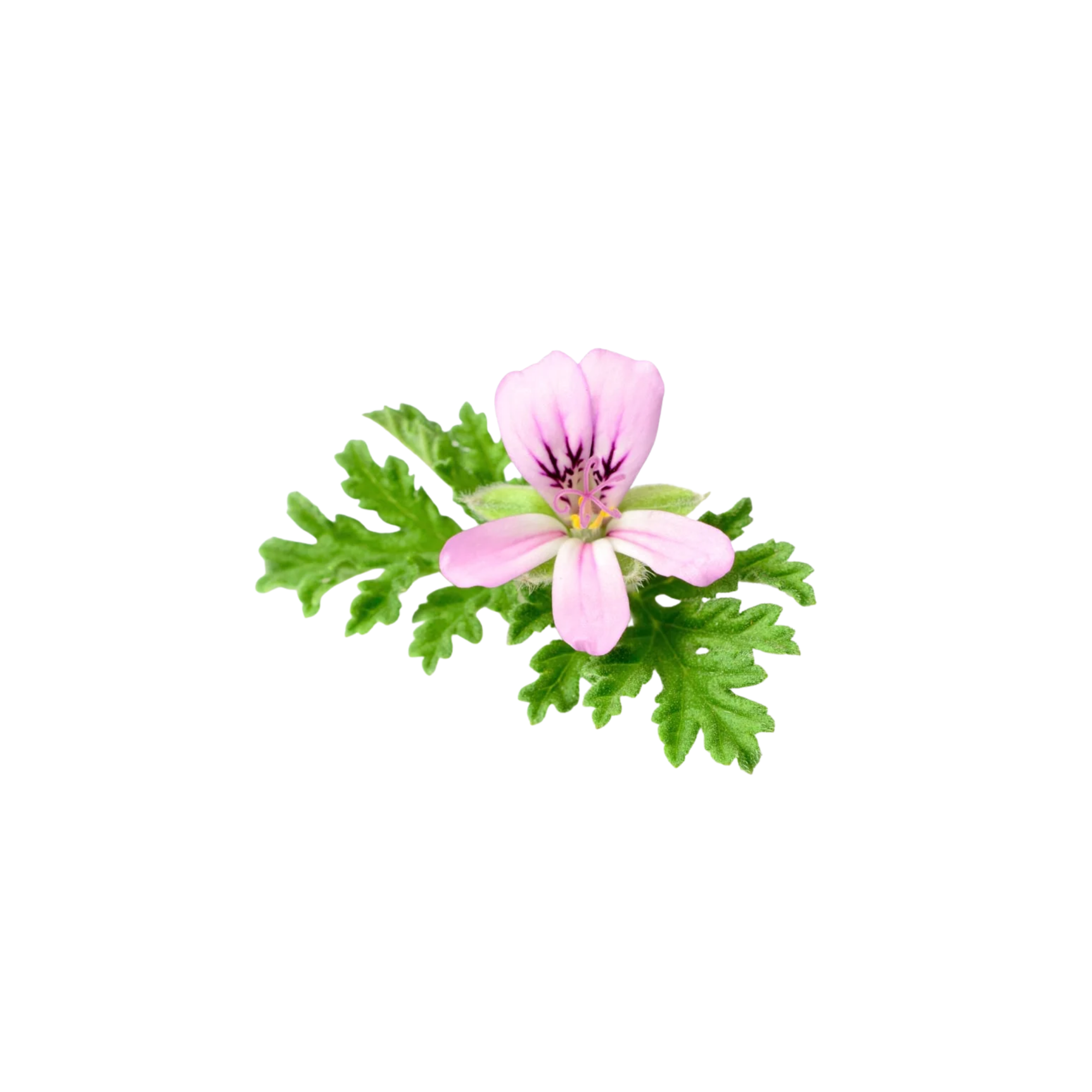 Geranium Egypt