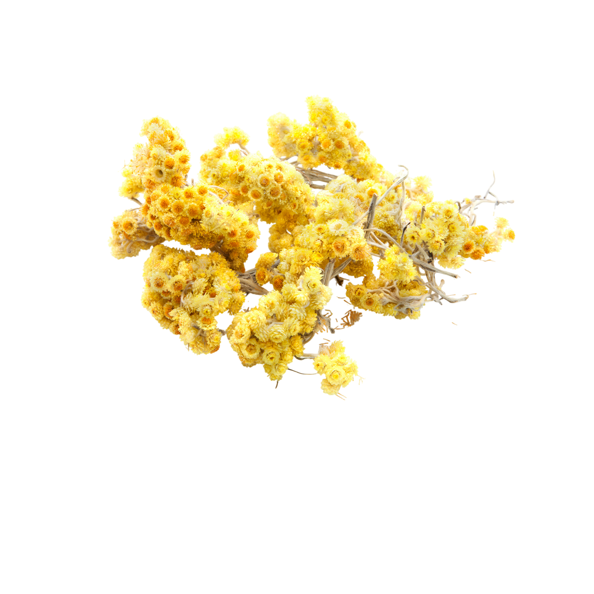 Helichrysum