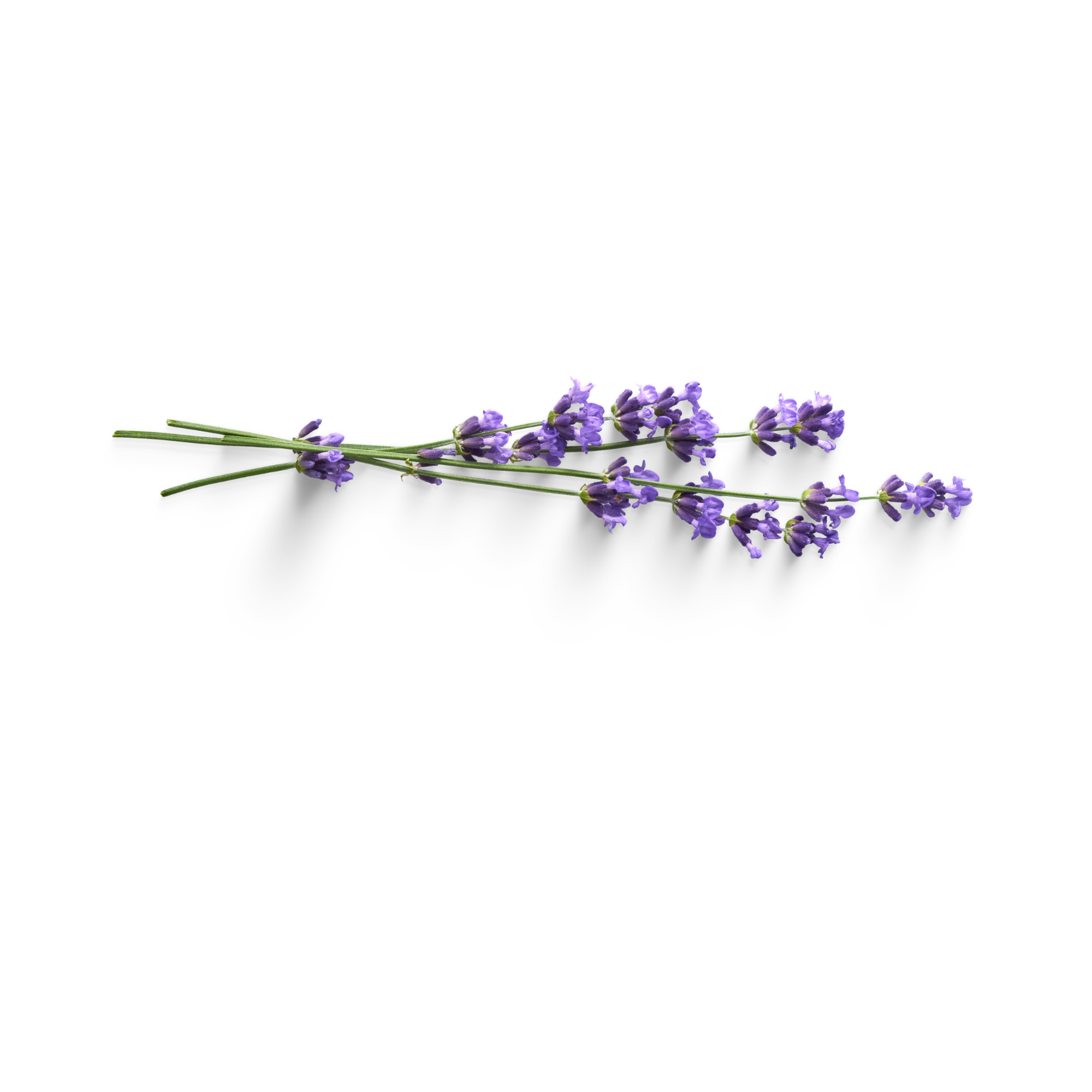 True Lavender