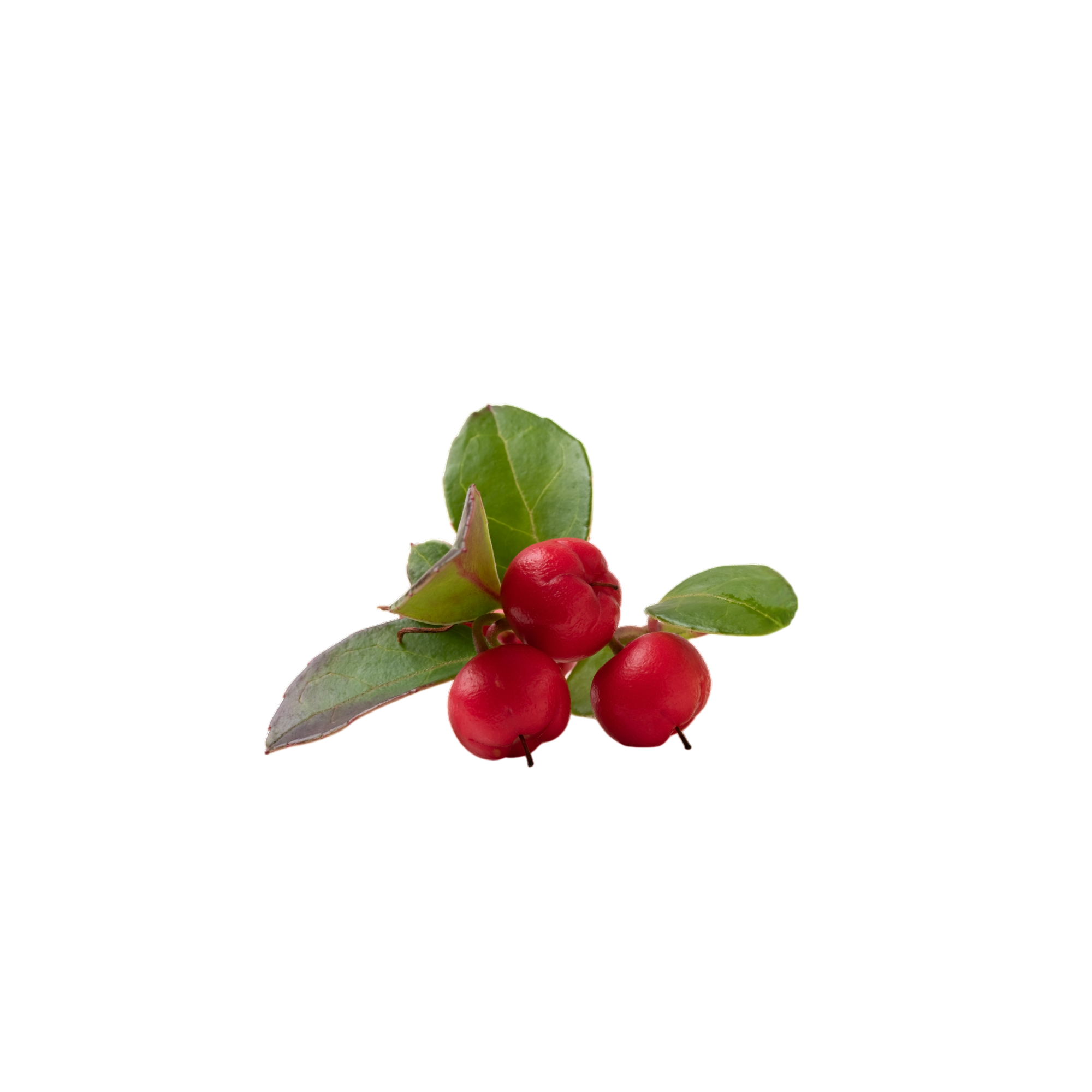 WinterGreen