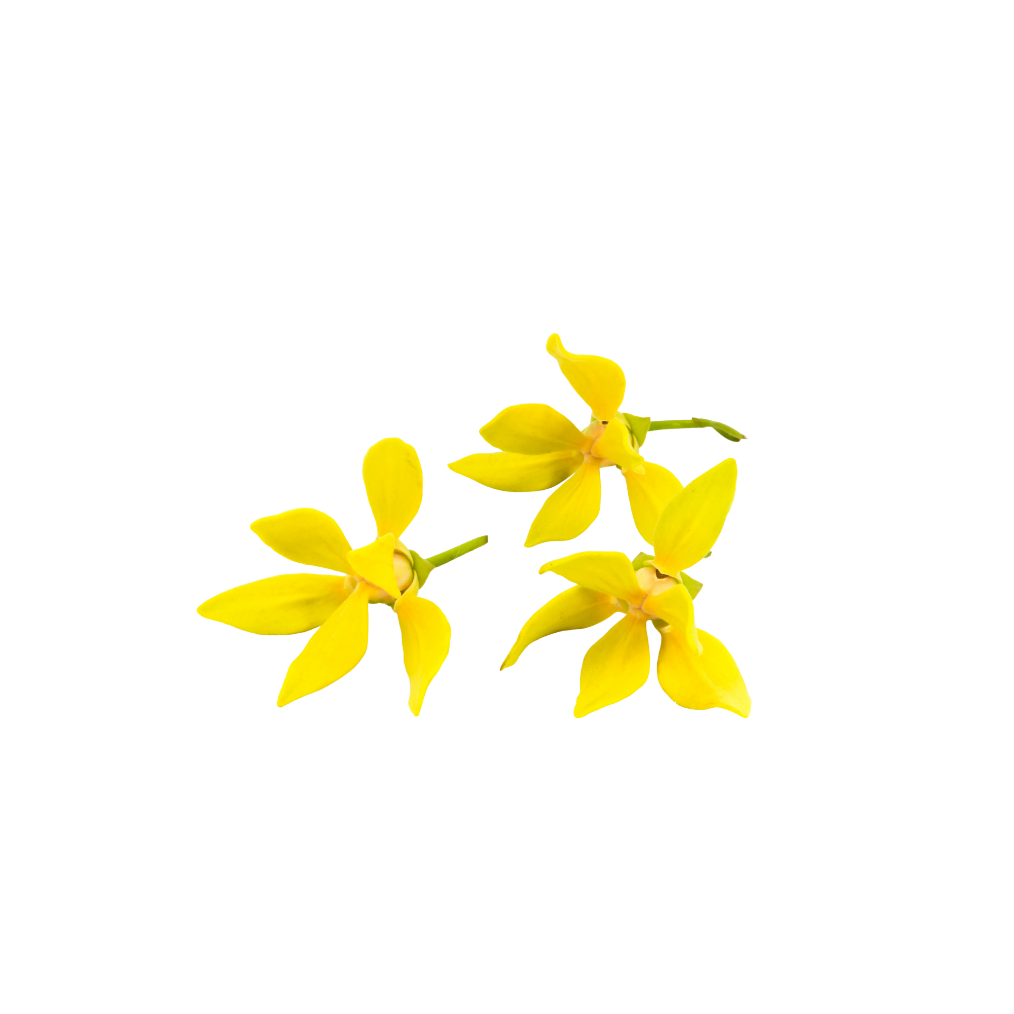 Ylang-Ylang